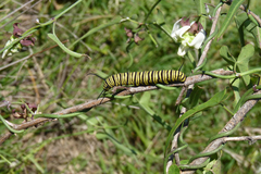 Araujia angustifolia