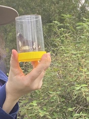 Hypolimnas bolina nerina