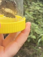 Hypolimnas bolina nerina