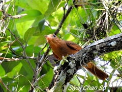 Rhytipterna holerythra