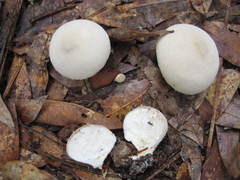 Lycoperdon radicatum