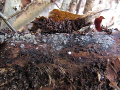 Botryobasidium conspersum