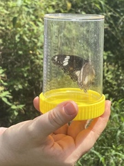 Hypolimnas bolina nerina