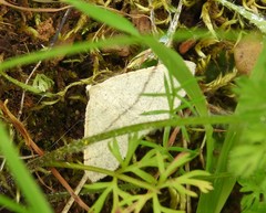 Adactylotis gesticularia
