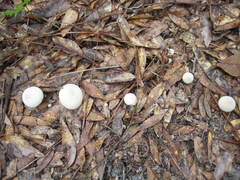 Lycoperdon radicatum