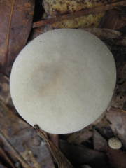 Lycoperdon radicatum