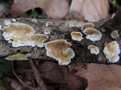 Steccherinum bourdotii