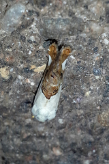 Tarache toddi