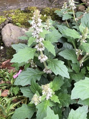 Ajuga nipponensis