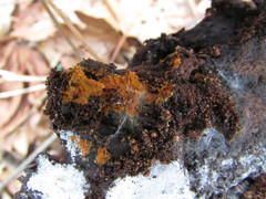 Botryobasidium simile