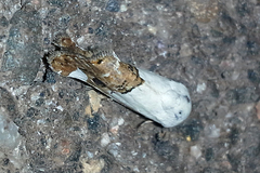 Tarache toddi