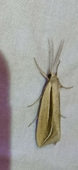 Doryodes bistrialis