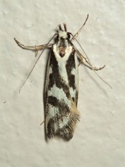 Epithymema incomposita