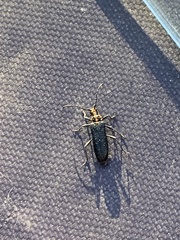 Enoploderes vitticollis