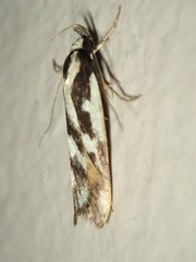 Epithymema incomposita