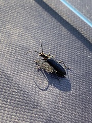 Enoploderes vitticollis