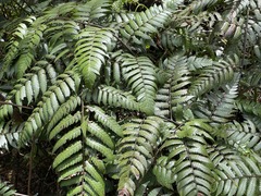 Cyathea borinquena