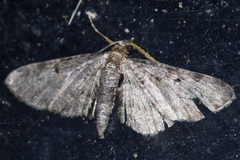 Eupithecia kuroshio