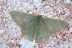 Thalassodes intaminata