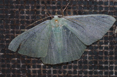 Thalassodes intaminata