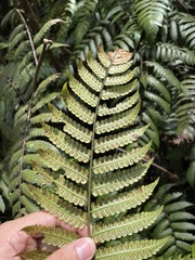 Cyathea borinquena