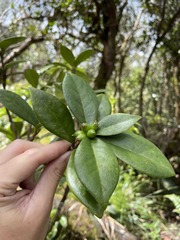 Daphnopsis philippiana