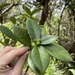 Daphnopsis philippiana - Photo 由 Steve Maldonado Silvestrini 所上傳的 (c) Steve Maldonado Silvestrini，保留部份權利CC BY-NC