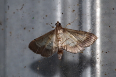 Cnaphalocrocis stereogona