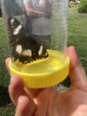 Hypolimnas bolina nerina