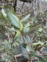 Tabebuia rigida
