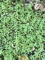 Micranthemum glomeratum