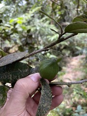 Micropholis garciniifolia