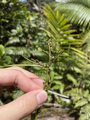 Scleria secans