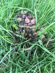 Britzelmayria multipedata