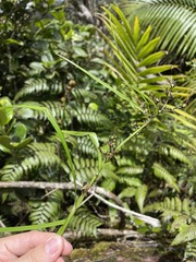 Scleria secans