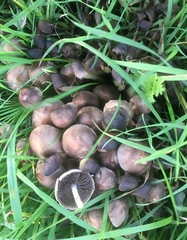 Britzelmayria multipedata