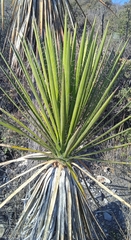 Yucca periculosa