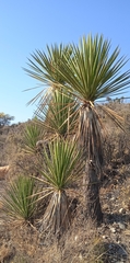 Yucca periculosa