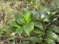 Vaccinium racemosum