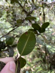 Micropholis garciniifolia