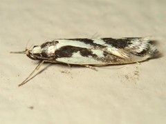 Epithymema incomposita