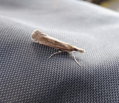 Lepidoptera