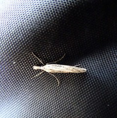 Lepidoptera