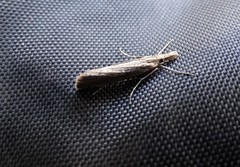 Lepidoptera