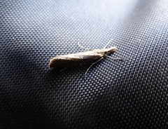 Lepidoptera