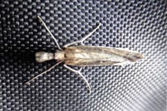 Lepidoptera