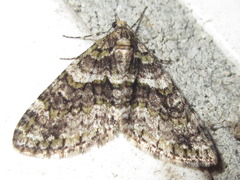 Esakiopteryx volitans