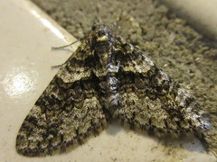 Esakiopteryx volitans