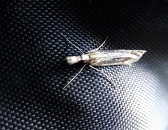 Lepidoptera