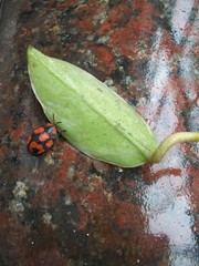 Botanochara angulata